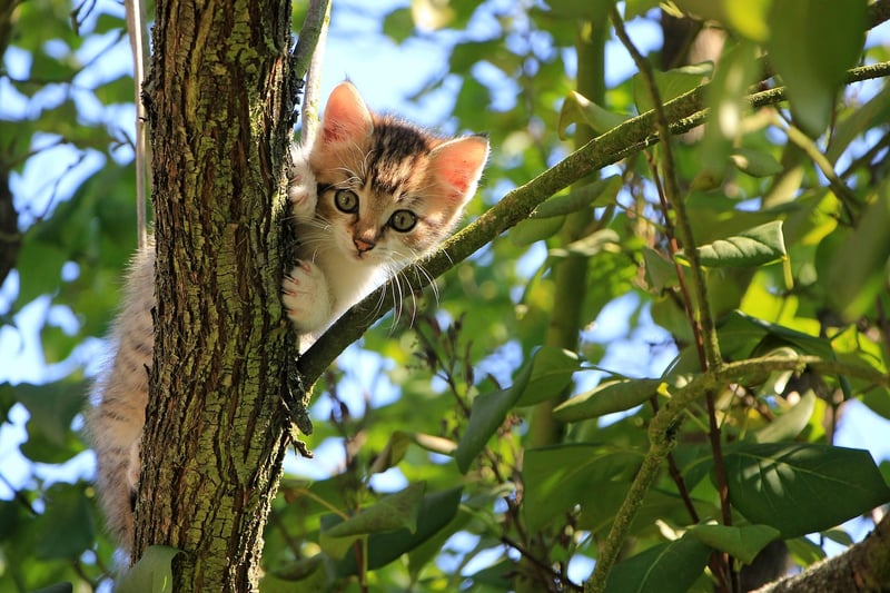 Curious Conundrums